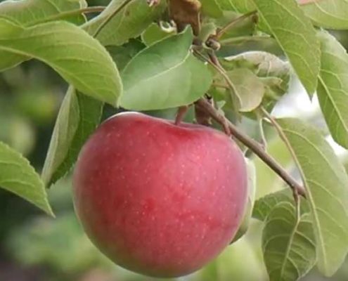 you pick apples