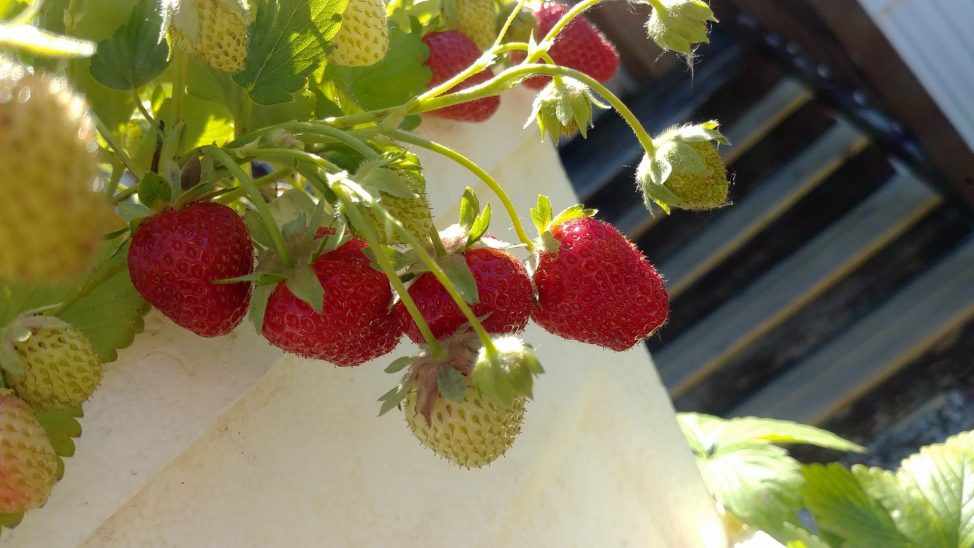 The Hi-Rise garden has produced over 50 pints of homegrown strawberries to be shared with ...
