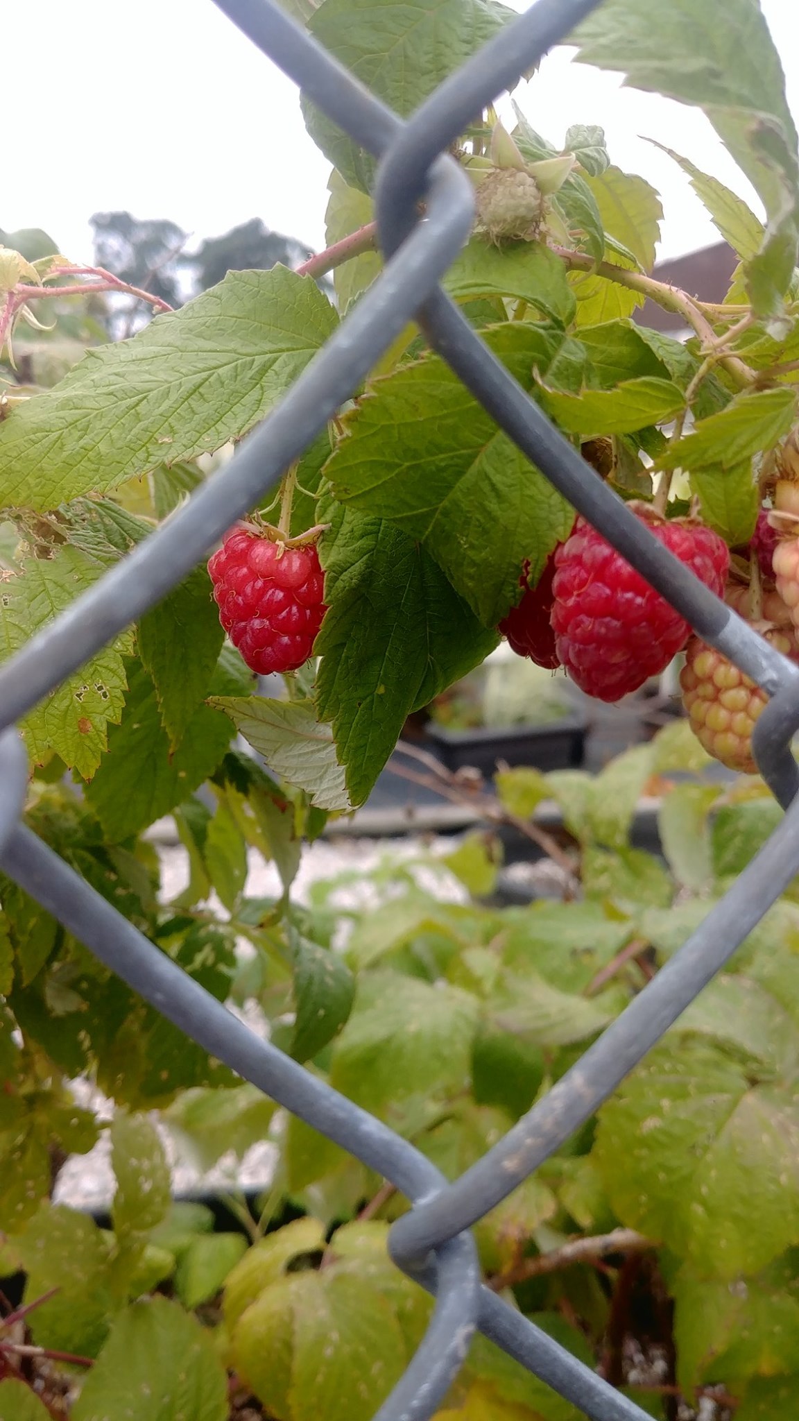 Our Hi-Rise garden is still going strong!